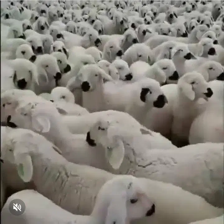 گوسفند زنده قربانی وخون وعقیقه|حیوانات مزرعه|قزوین, |دیوار