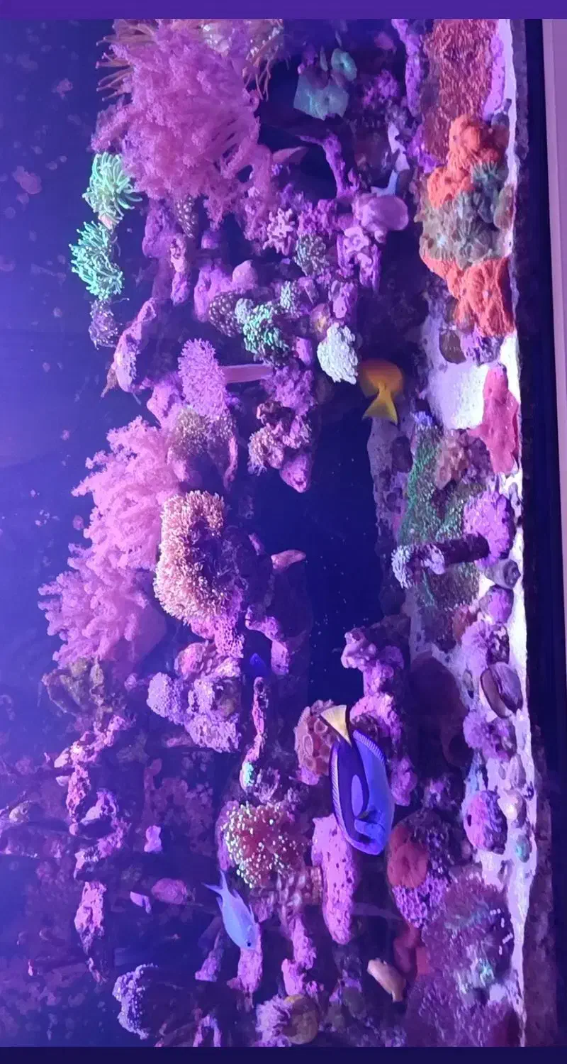 لوازم اکواریوم ابشور|ماهی|مشهد, حرم مطهر رضوی|دیوار