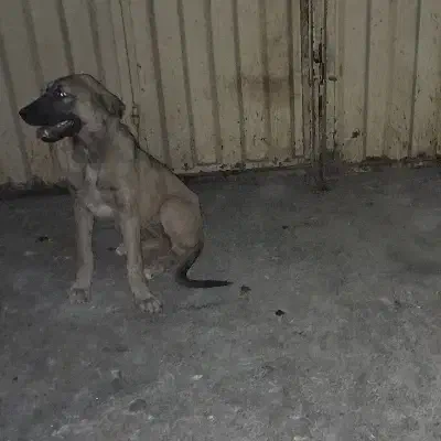 سگ ماده سرابی ۹ ماهه|سگ|نکا, |دیوار