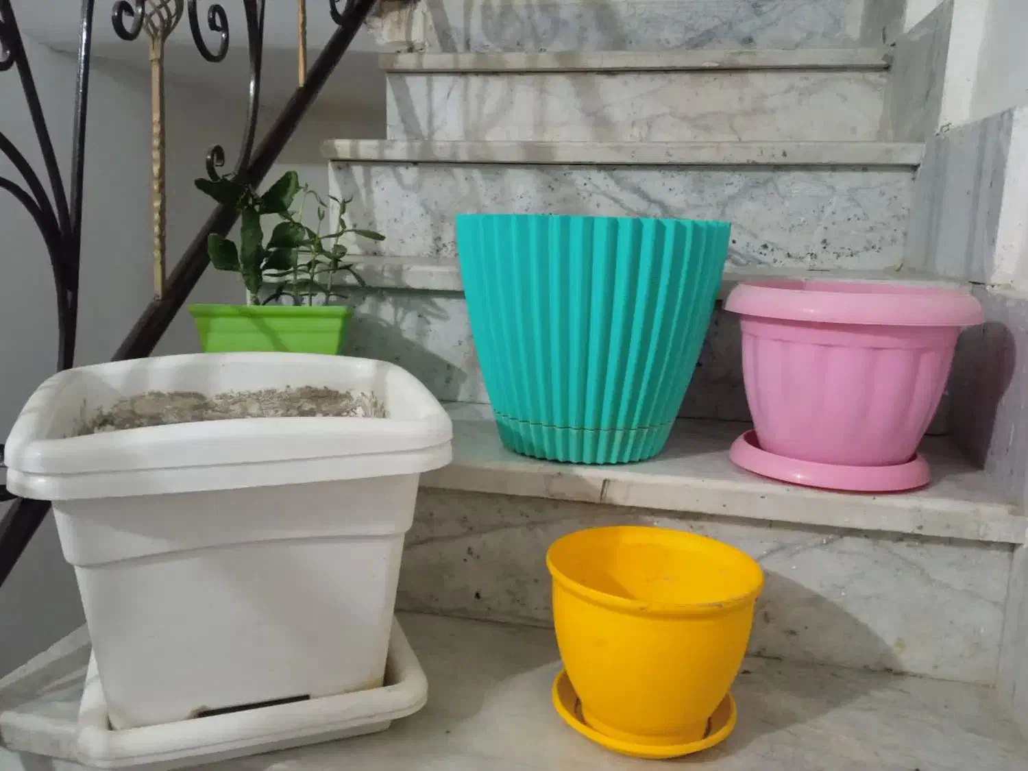 گلدون|گل و گیاه طبیعی|مشهد, شهرک امام هادی (شهرک غرب)|دیوار