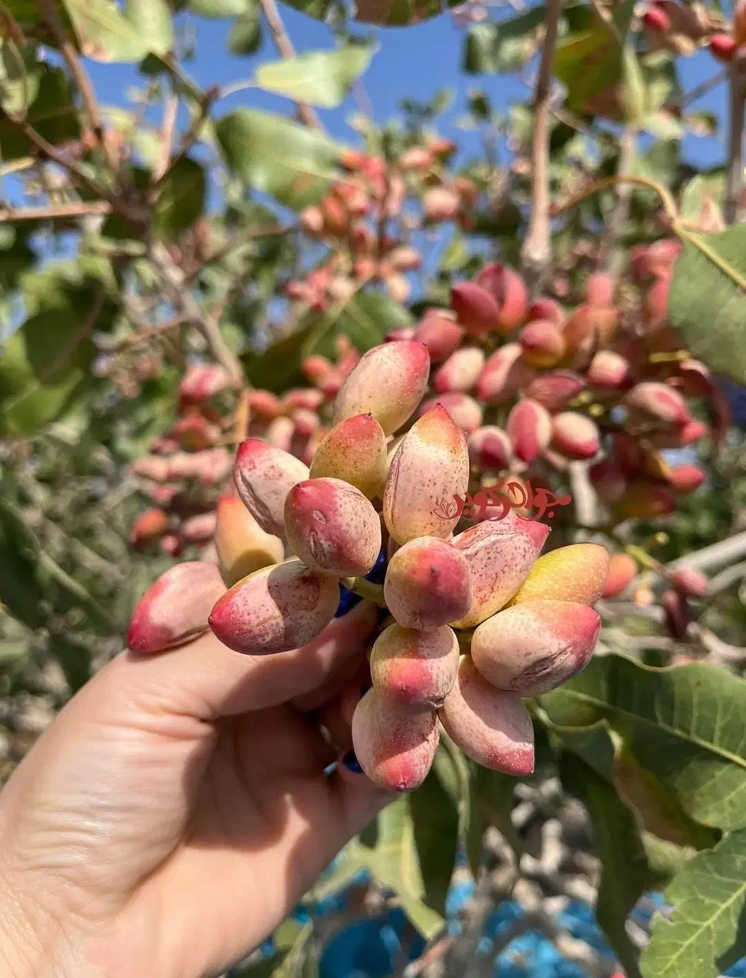 نهال پسته پیوندی دو ساله|حراج|میاندوآب, |دیوار