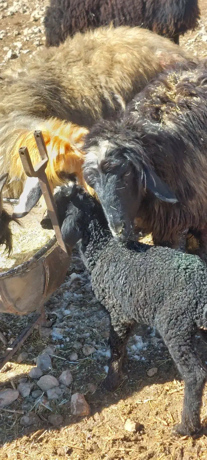 بزغاله بره|حیوانات مزرعه|فرخ‌شهر, |دیوار