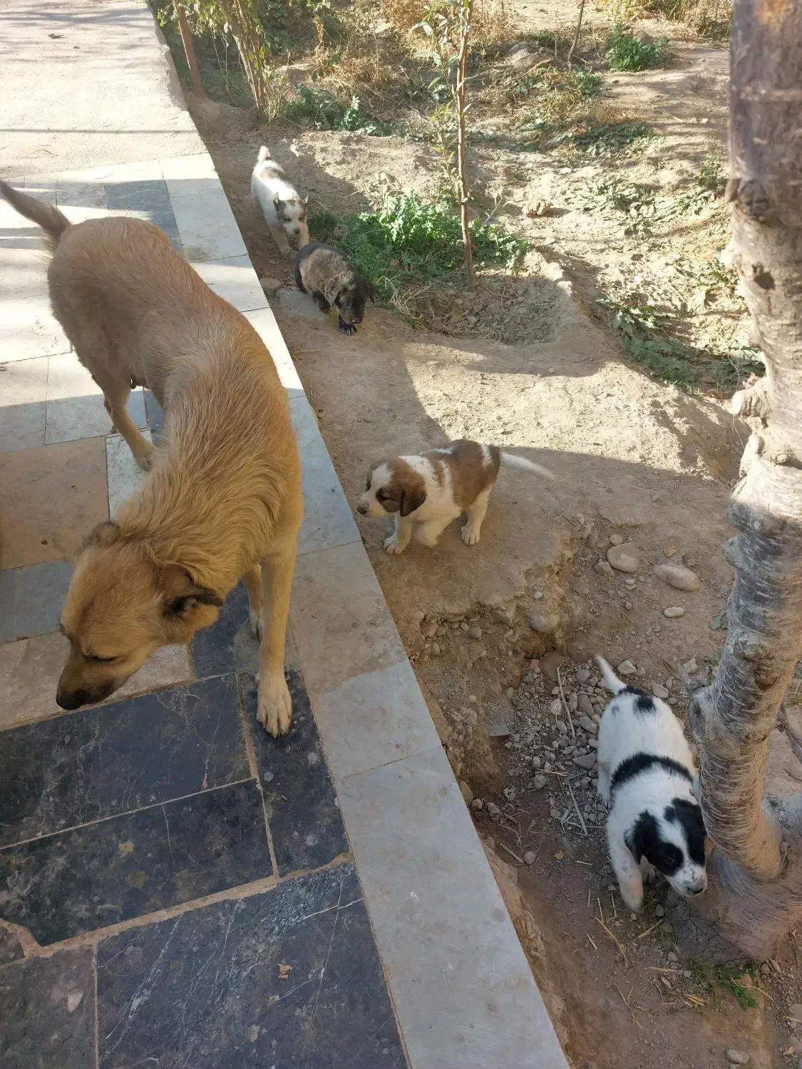 واگذاری رایگان سگ|سگ|پیشوا, |دیوار