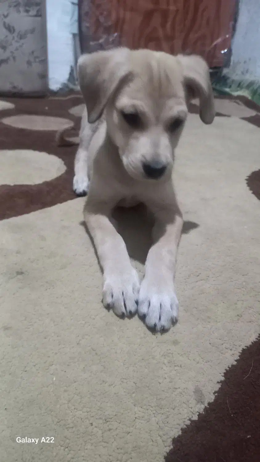 توله شکاری میکس|سگ|نگین شهر, |دیوار