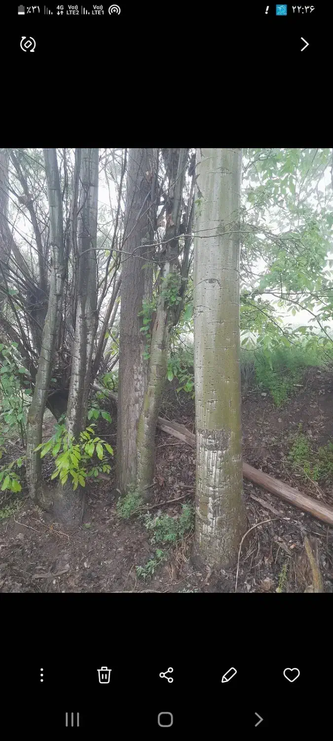 چوب ودرخت|خدمات باغبانی و درختکاری|مشهد, هفده شهریور|دیوار