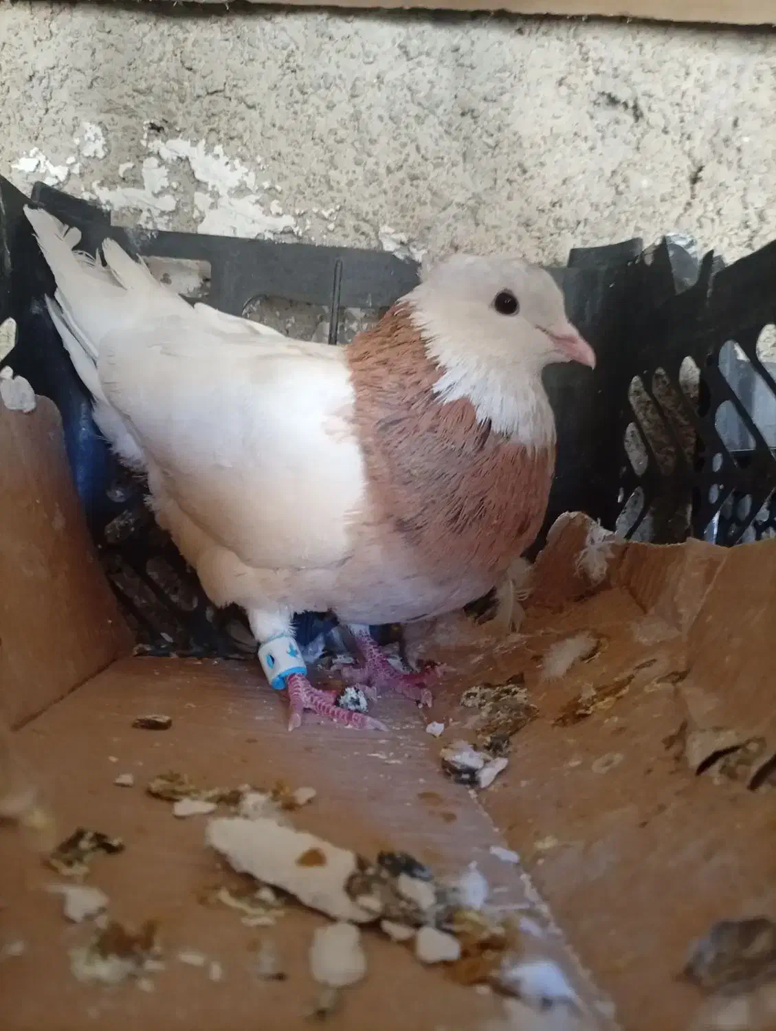 طوقی|پرنده|سپیدار, |دیوار