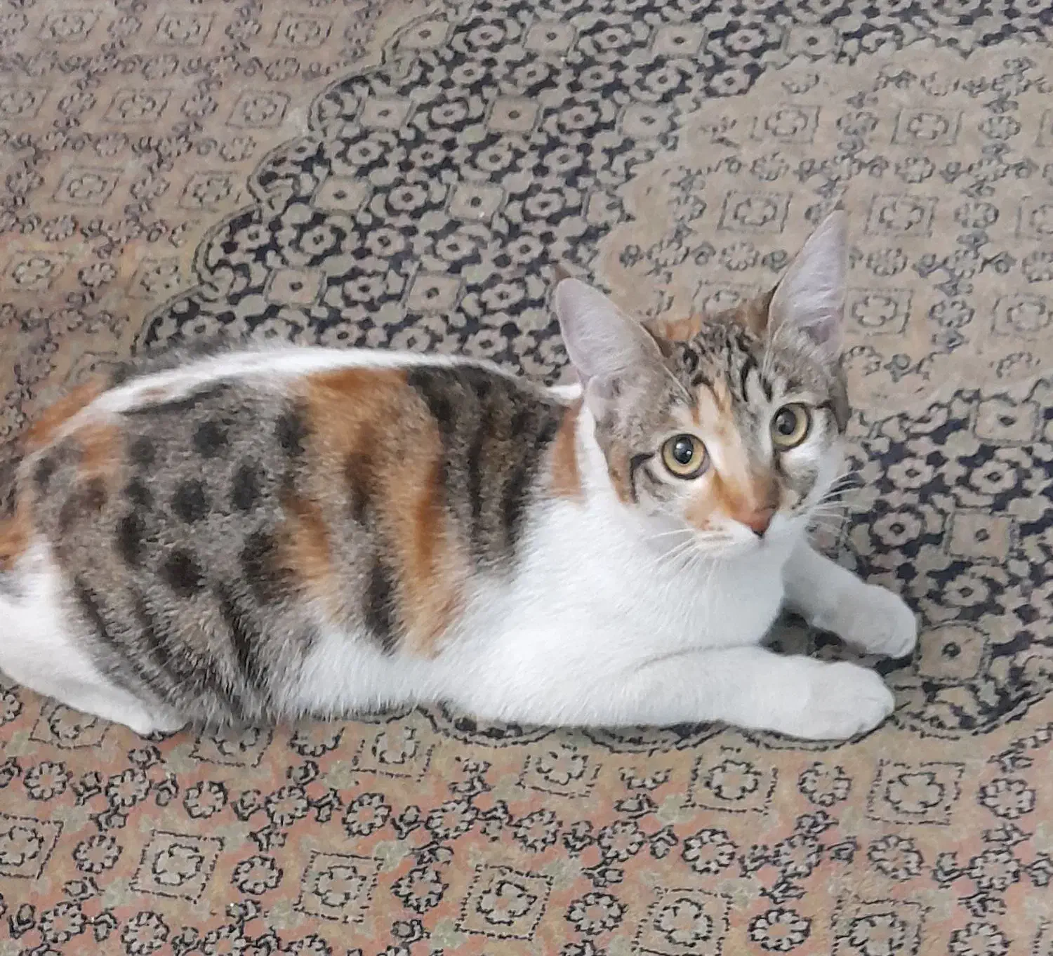 دوبچه گربه|گربه|اندیشه, اندیشه فاز ۱|دیوار