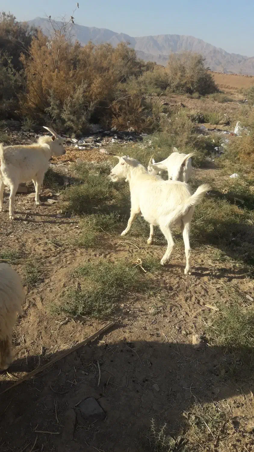 نری سانن بخته و بز|حیوانات مزرعه|کرمان, |دیوار