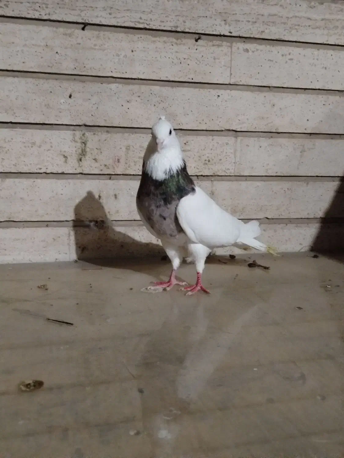 طوقی سرور مهر|پرنده|کرج, حصارک پایین|دیوار