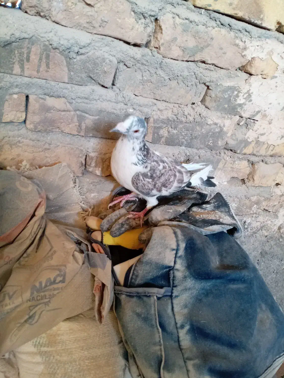 کفتر|پرنده|تربتحیدریه, طالقانی|دیوار