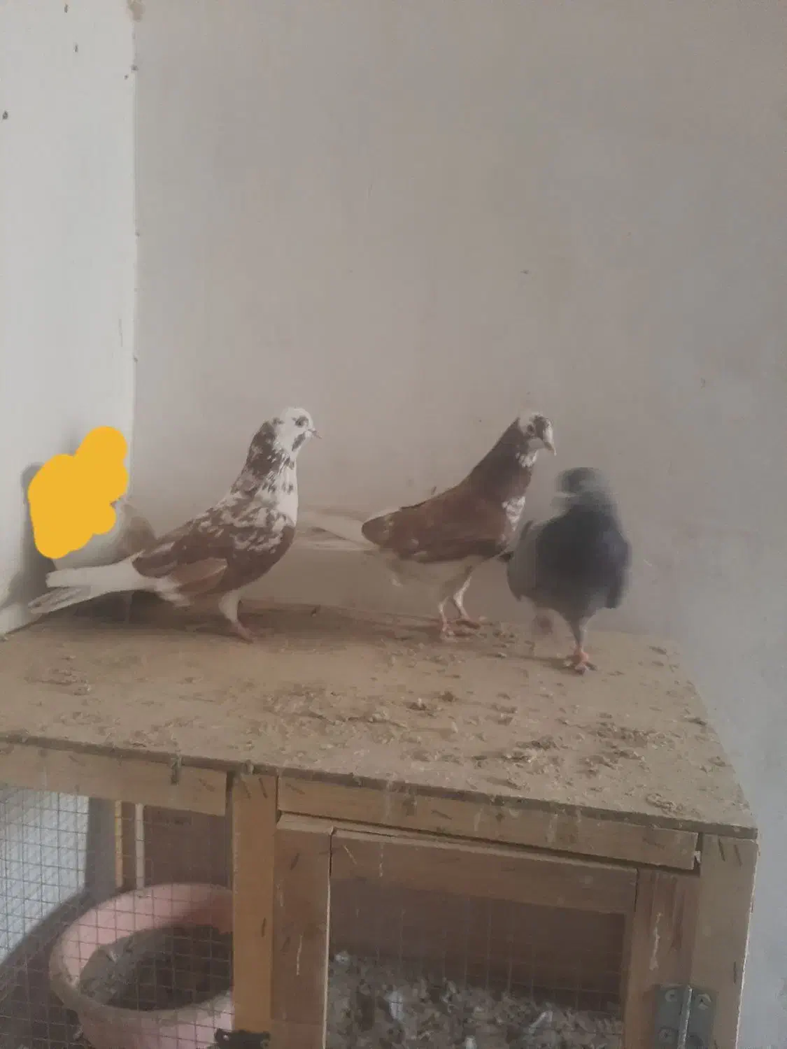 کفتر|پرنده|تهران, امیریه|دیوار