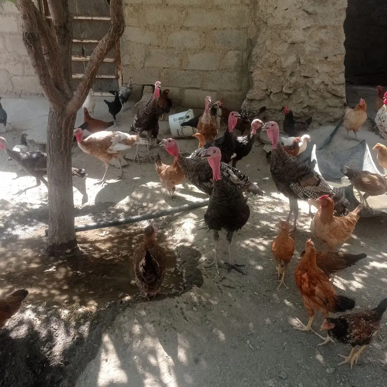 بوقلمون ارگانیک تمیزب شرط سالم همه داروی شده|حیوانات مزرعه|سیلاخور, |دیوار