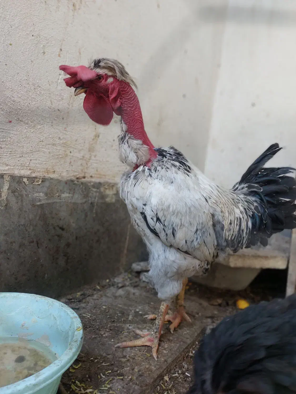 خروس لاری شمالی|حیوانات مزرعه|اصفهان, حصه جنوبی|دیوار