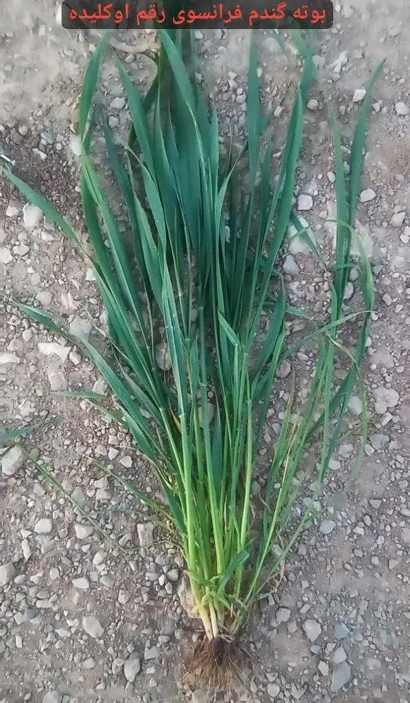 گندم اکلید فرانسوی بهترین در مقابل دیگر ارقام|خدمات باغبانی و درختکاری|خزل, |دیوار