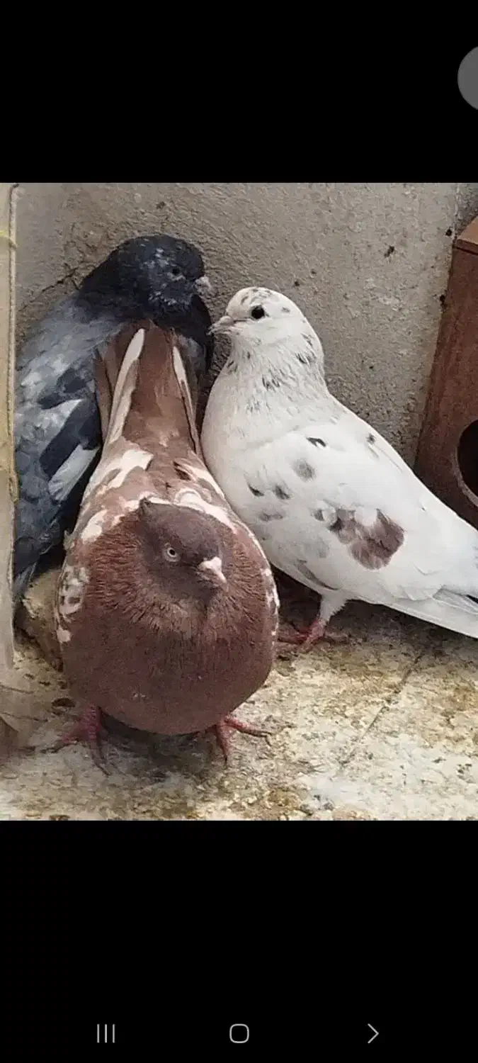 کفتر نرو ماده با جفت و ۱عدد کفتر نر|پرنده|پاکدشت, پاکدشت (مامازند)|دیوار