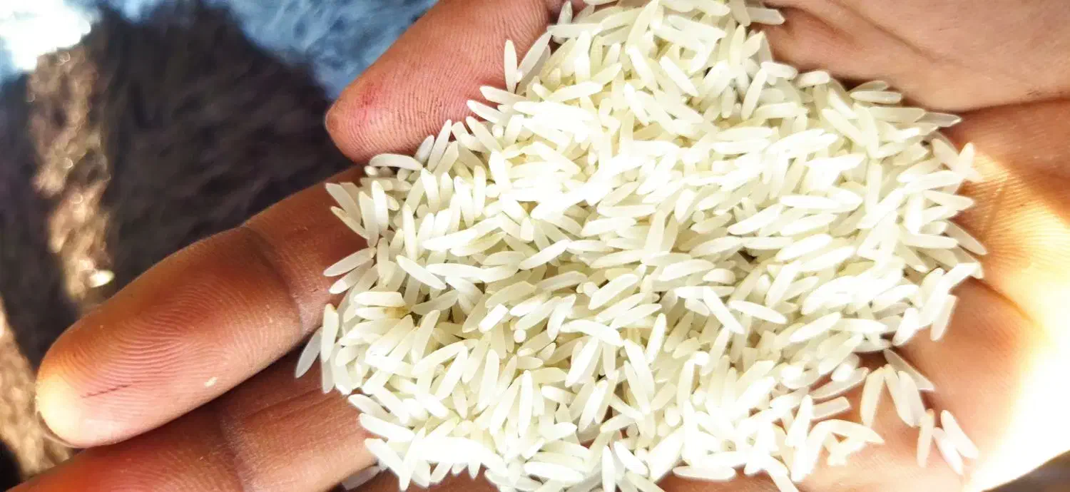 برنج شاه دانه فجر سوزنی۹۰ روزه|خوردنی و آشامیدنی|فاضل آباد, |دیوار