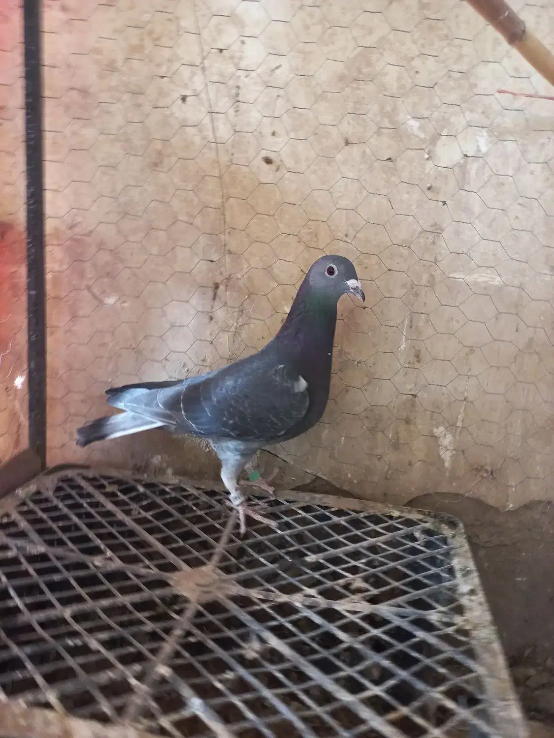 نرجان اردن|پرنده|زهک, |دیوار