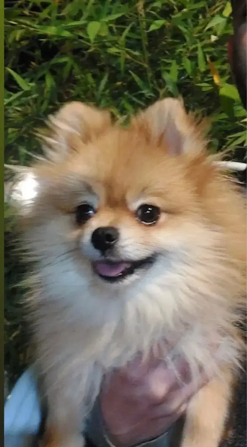 سگ پامر اصل|سگ|شیراز, معالی‌آباد|دیوار