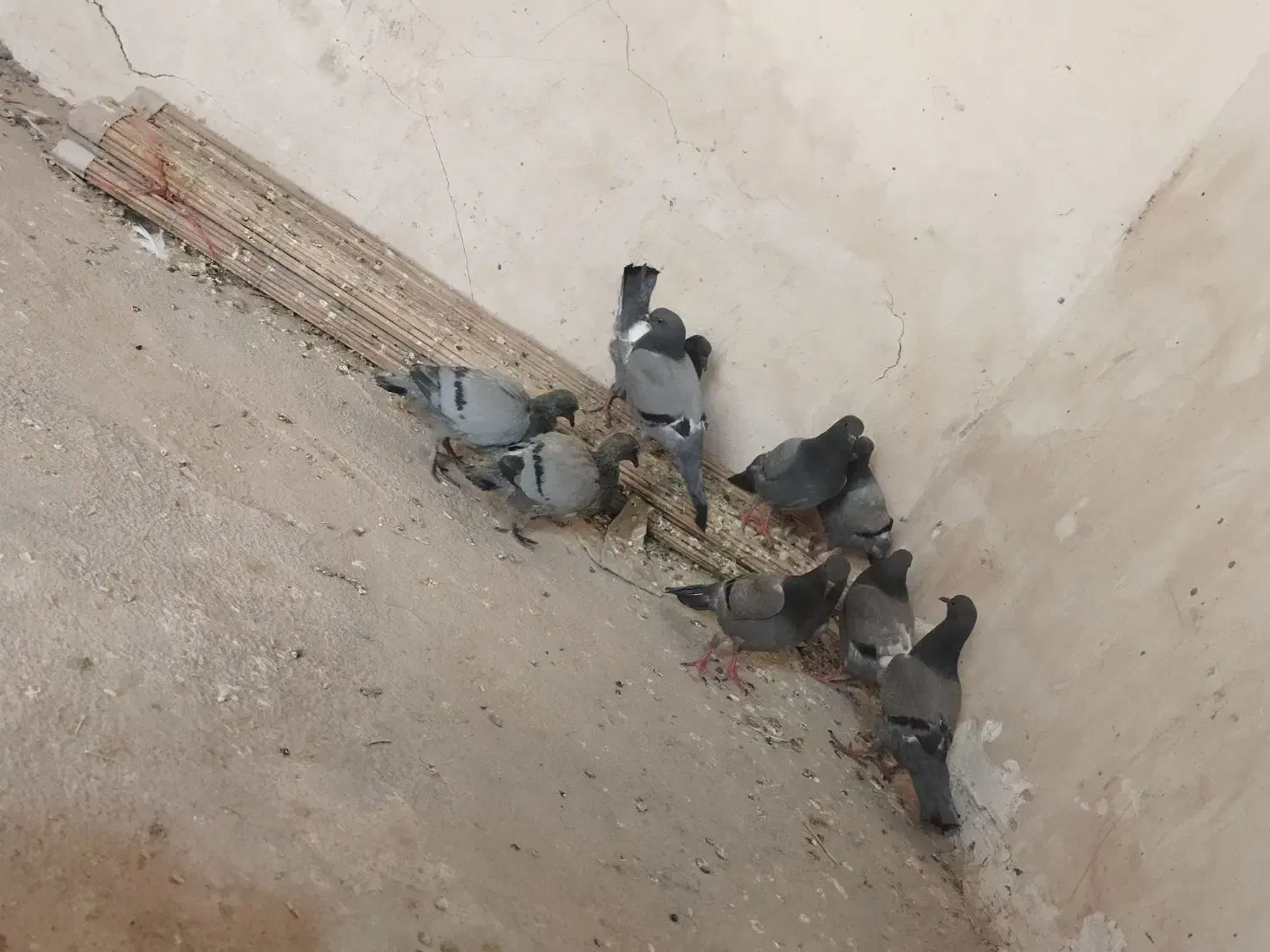 کفترچایی.تهداد5عدد|پرنده|رضویه, |دیوار