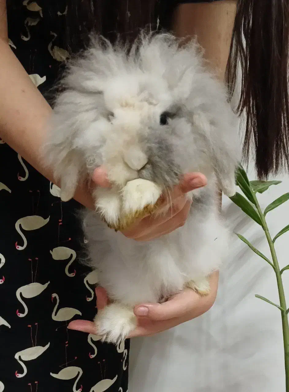 خرگوش لوپ کاراملی|موش و خرگوش|بابل, |دیوار