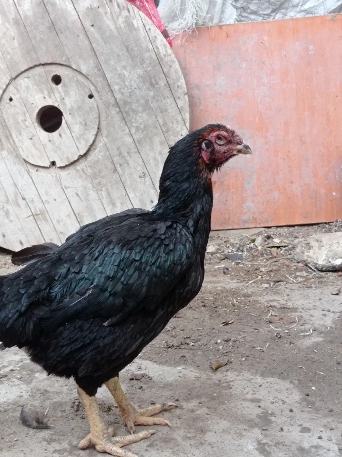 مرغ افغان|حیوانات مزرعه|بندرعباس, |دیوار