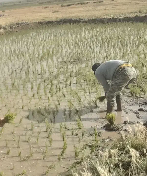 برنج.محلی.محلیه.بروچرد|خوردنی و آشامیدنی|بروجرد, |دیوار
