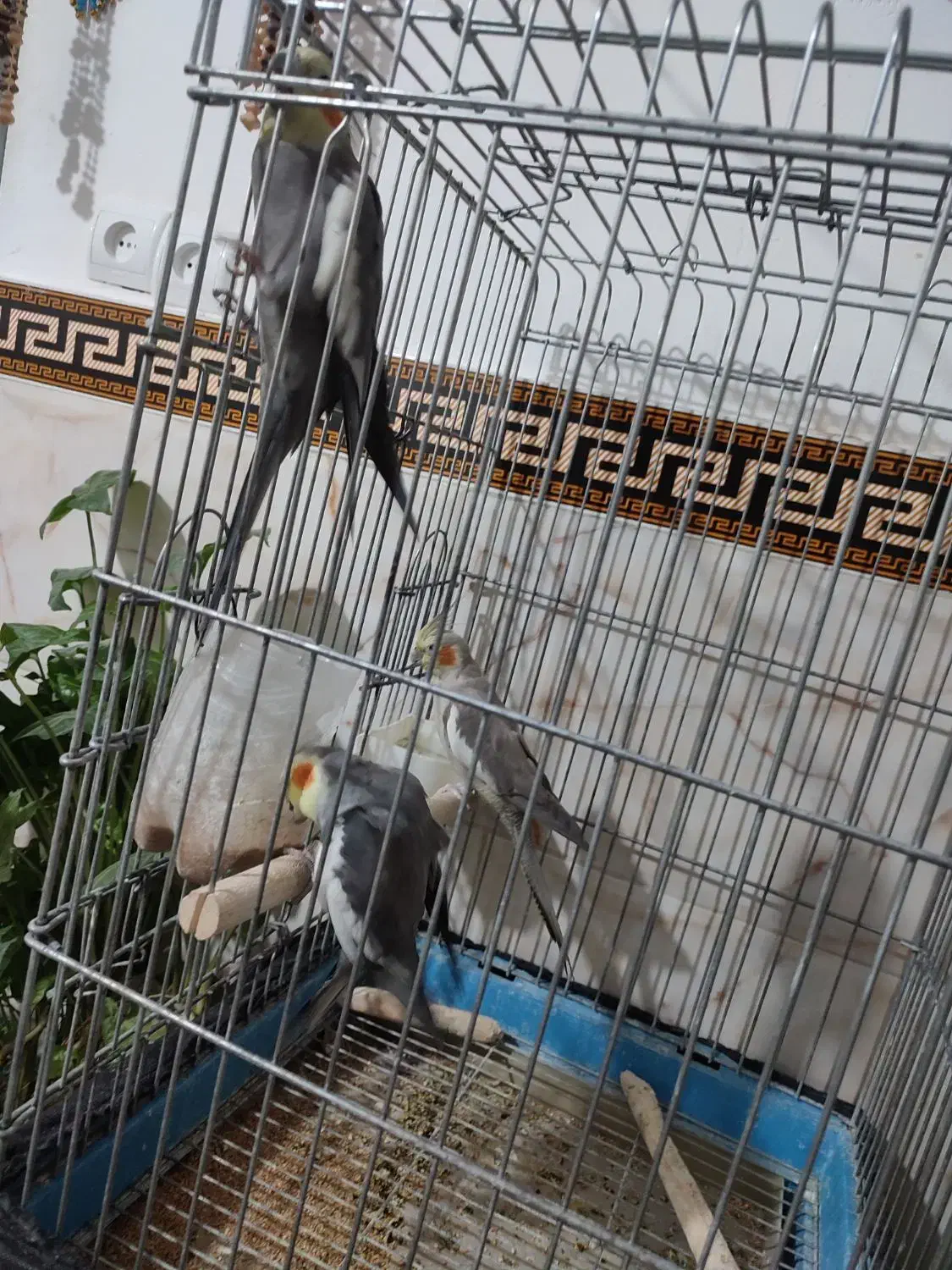 عروس هلندی یجفت بالغ اماده وجوجه 9ماهه|پرنده|جاجرود, |دیوار