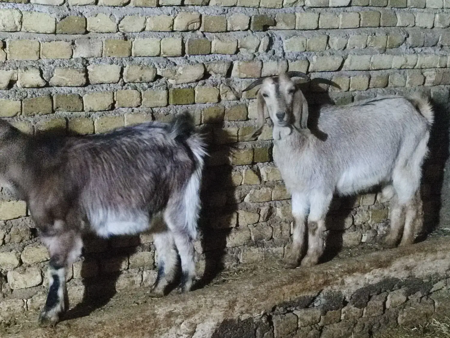 دو عدد بزغاله ماده|حیوانات مزرعه|خاوه, |دیوار
