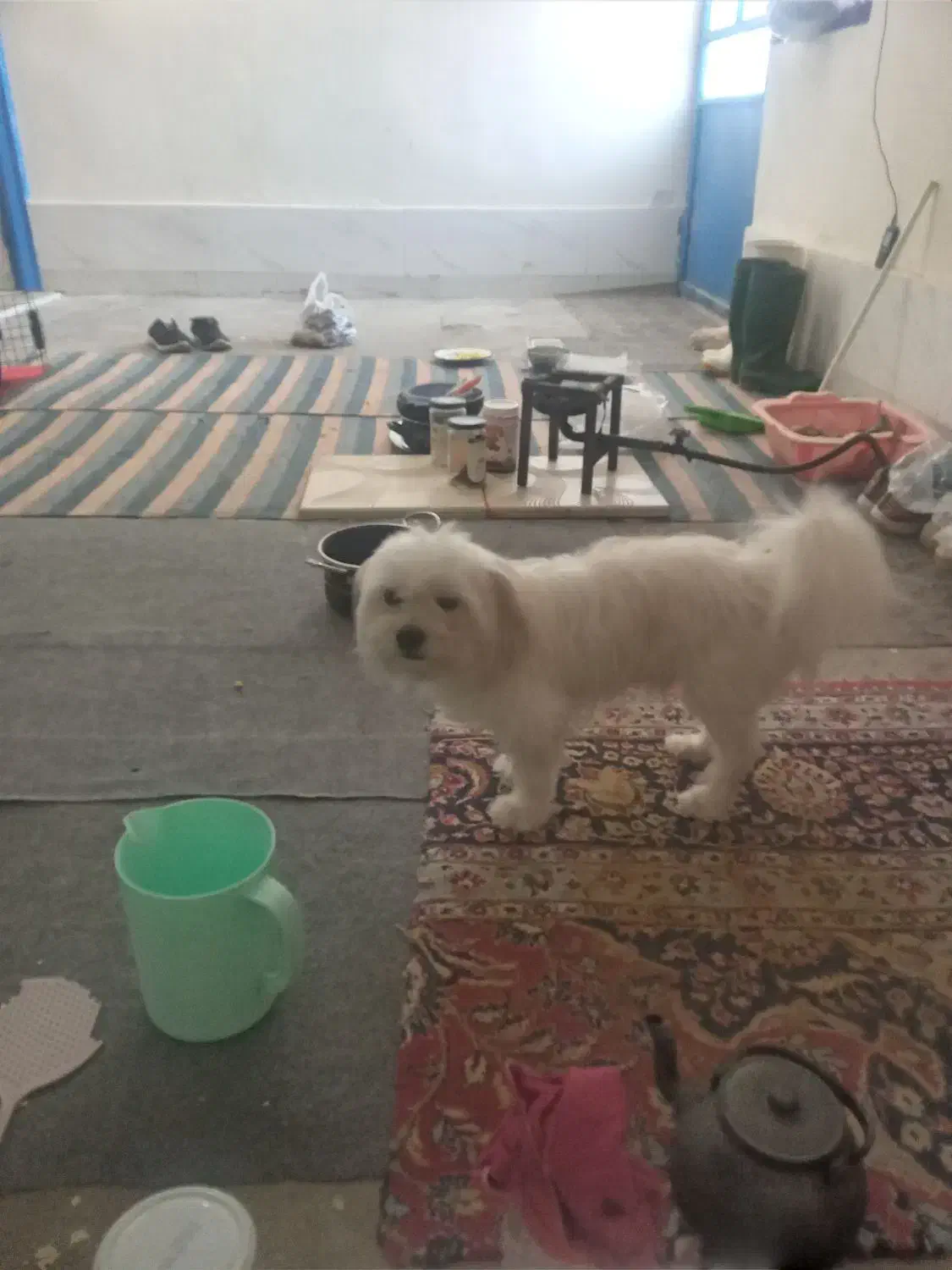 دو عدد سگ شیردوز خارجی|سگ|محمدیه-قزوین, |دیوار