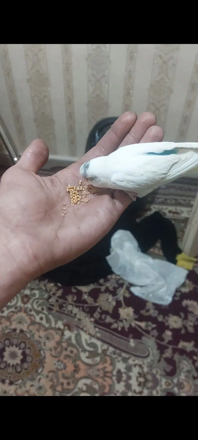 مرغ عشق|پرنده|چهاردانگه (تهران), |دیوار