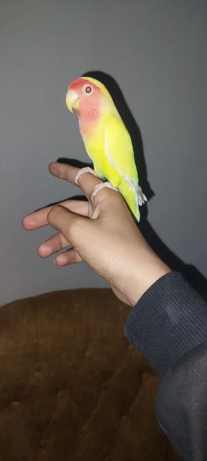 ماهشهر فاز ۷|پرنده|بندر ماهشهر, |دیوار