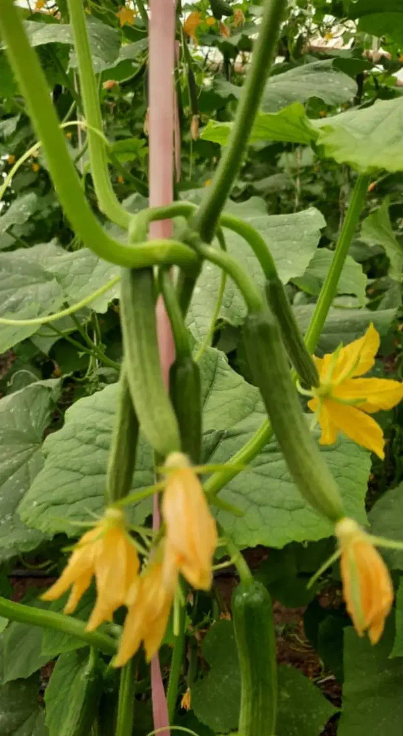 فروش زمین ۳۷هکتاری ویژه گلخانه بامجوزوباچاه آب|فروش زمین و ملک کلنگی|خرمدره, |دیوار