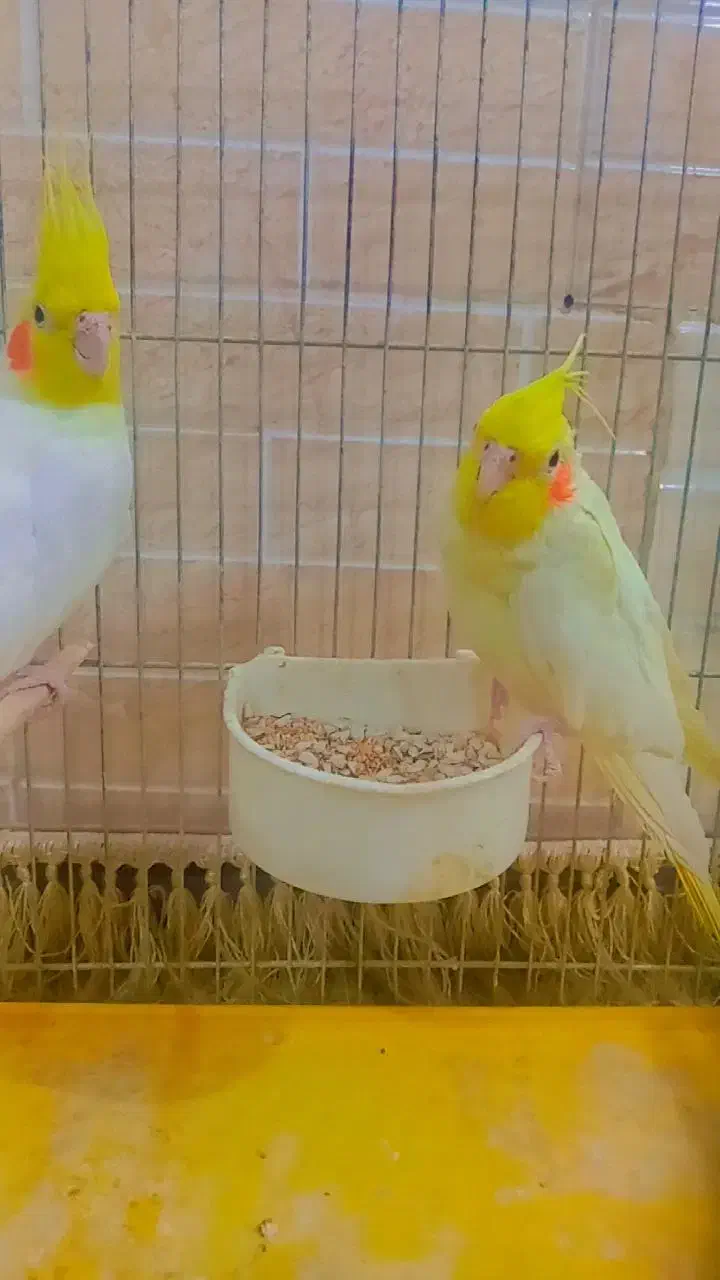 عروس هلندی|پرنده|قم, علی آباد سعدگان|دیوار