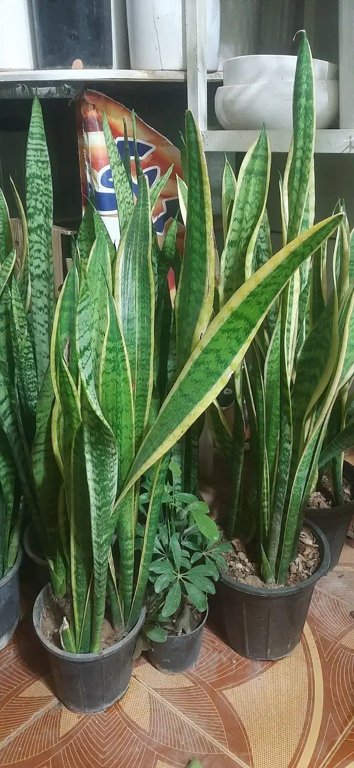 گلفروشی ارش|گل و گیاه طبیعی|لردگان, |دیوار