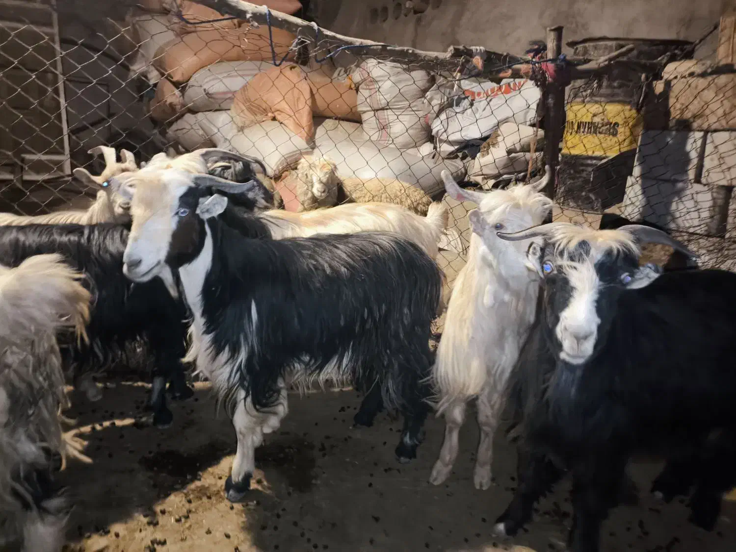 19 راس تیربز ورگون  و یک عدد بعده|حیوانات مزرعه|اندیکا, |دیوار