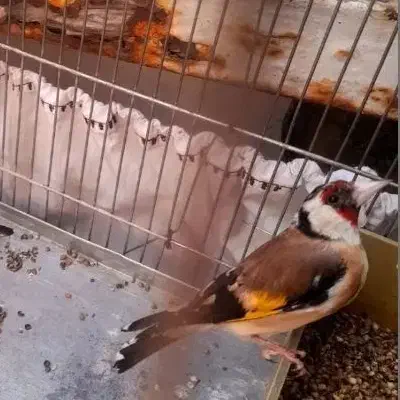 سهره جوجه قفس|پرنده|ملایر, |دیوار