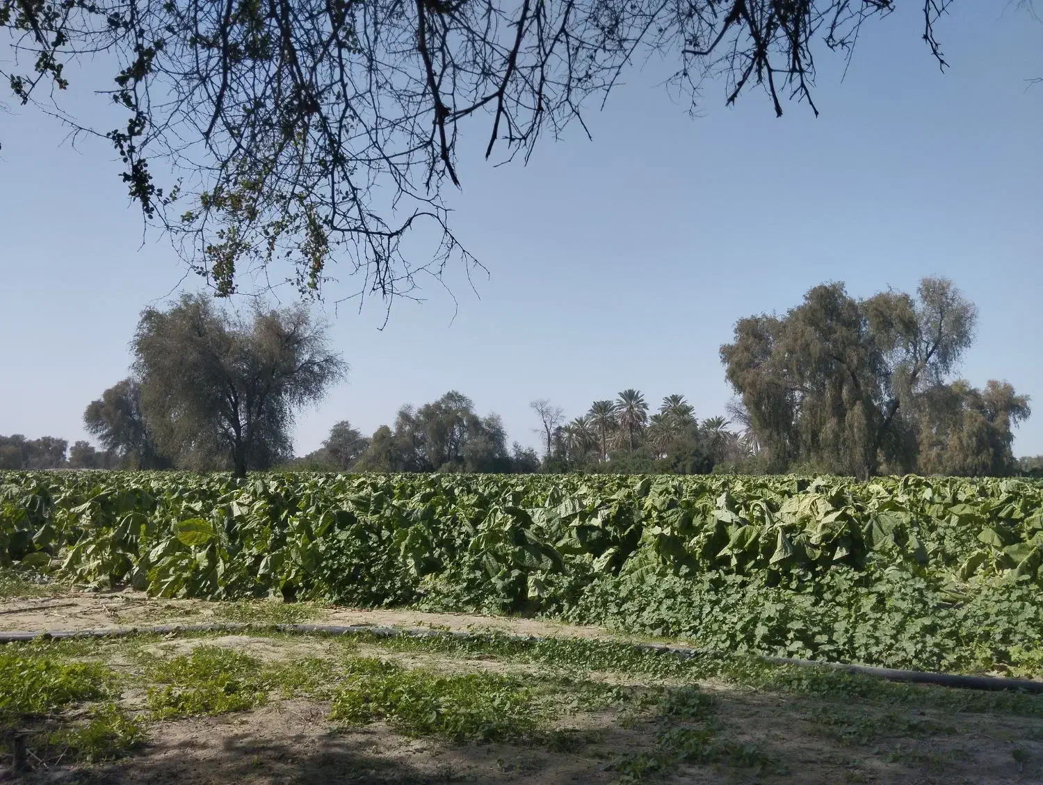 محصولات کشاورزی|خدمات باغبانی و درختکاری|میناب, |دیوار