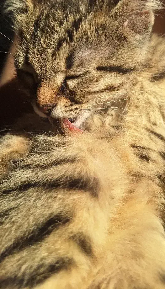 واگذاری گربه نر دوماهه|گربه|اصفهان, باغ فدک|دیوار