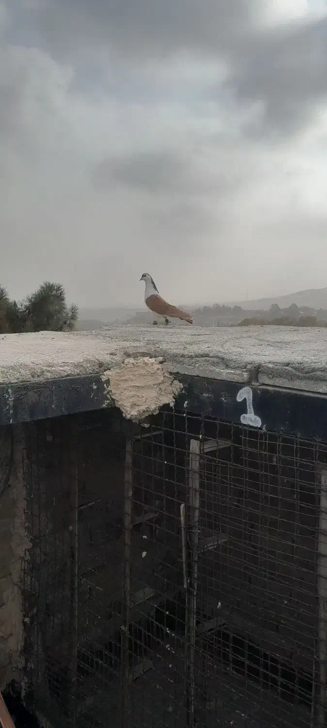 کبوتر بوم|پرنده|شاندیز, |دیوار