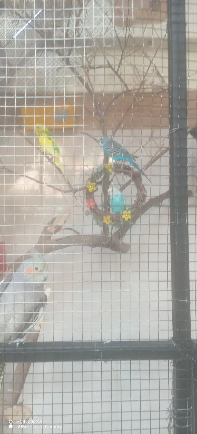 مرغ عشق|پرنده|طبس, |دیوار