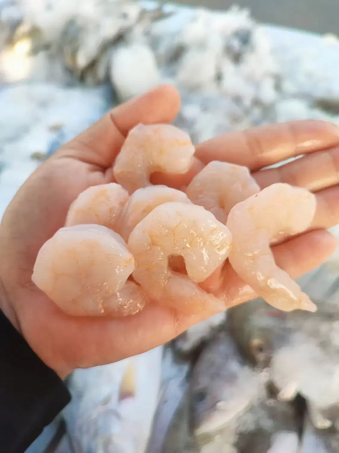 نیازمند حسابدار خانم|استخدام بازاریابی و فروش|بوشهر, |دیوار