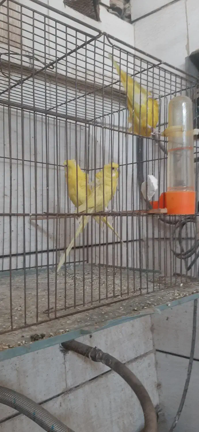 مرغ عشق امیدیه|پرنده|امیدیه, |دیوار