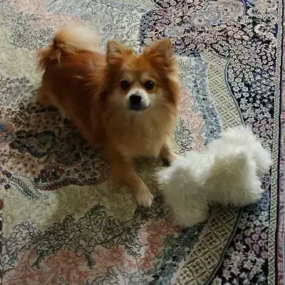 سگ پامر ماده|سگ|پاکدشت, پاکدشت (مامازند)|دیوار