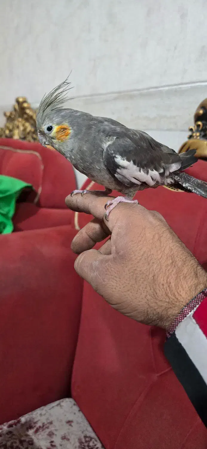 عروس هلندی  رام|پرنده|کرمان, |دیوار