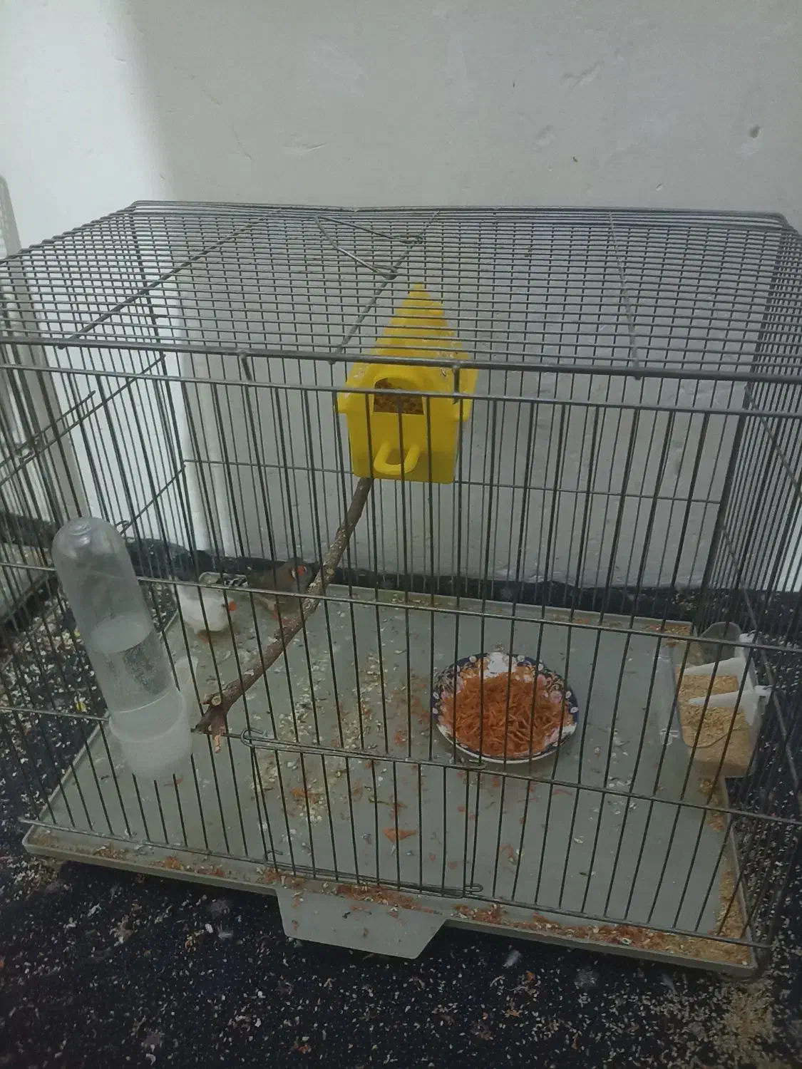 فنچ|پرنده|قروه, |دیوار