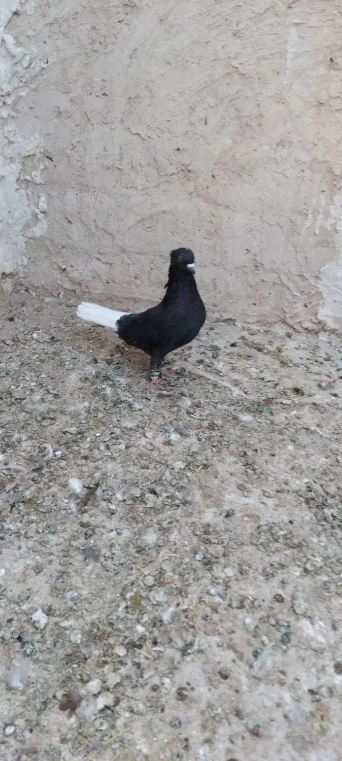 کفتر دمسفید|پرنده|تایباد, |دیوار