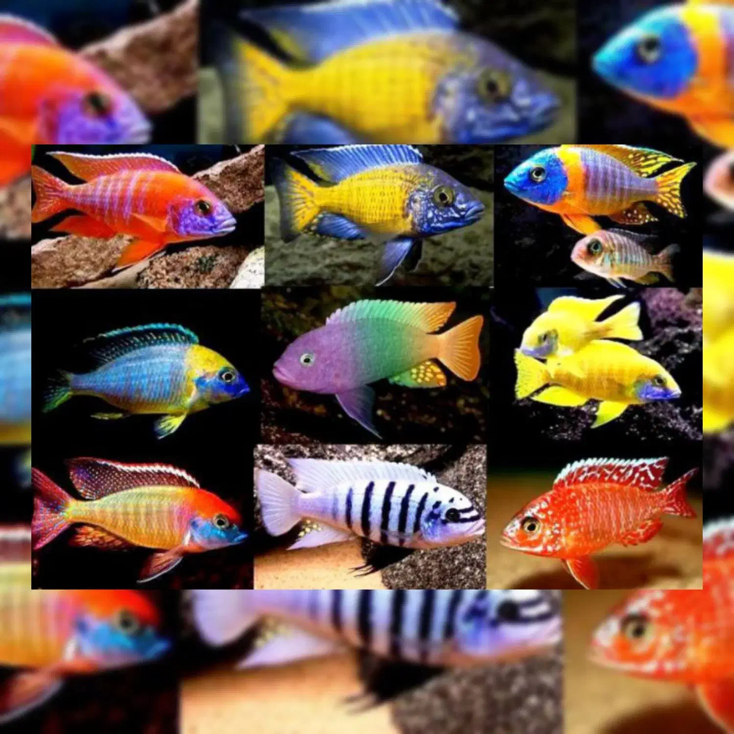 ماهی زینتی آکواریوم|ماهی|اهواز, کوی سعدی|دیوار