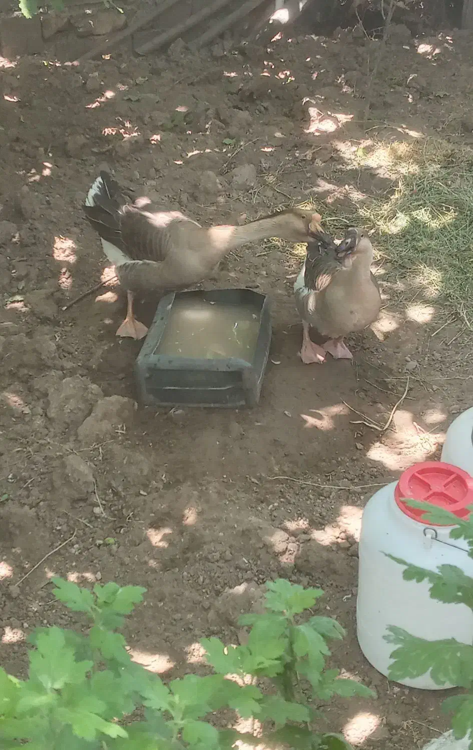 قوغاز|حیوانات مزرعه|قزوین, |دیوار