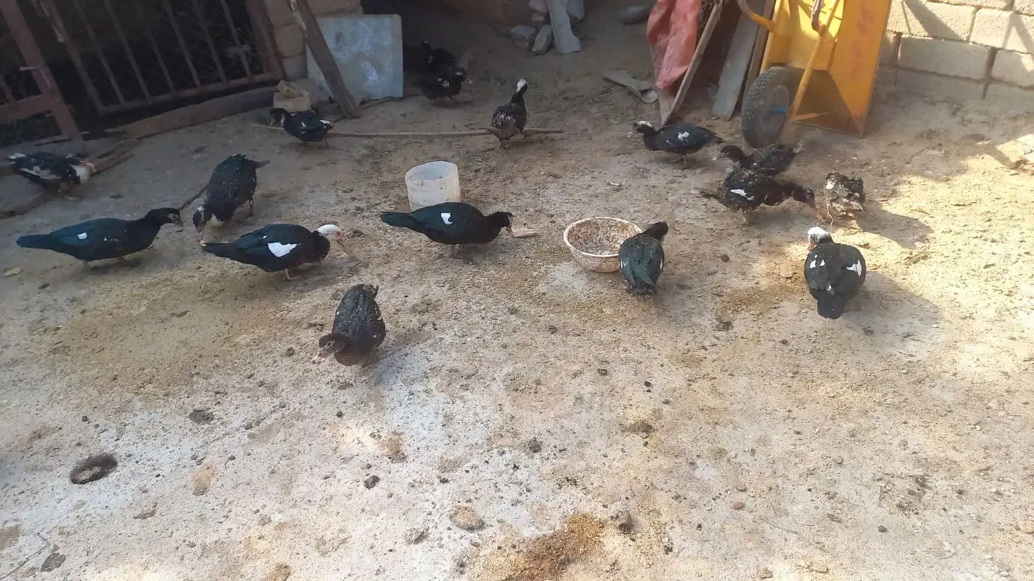 اردک اسرائیلی|حیوانات مزرعه|مینودشت, |دیوار