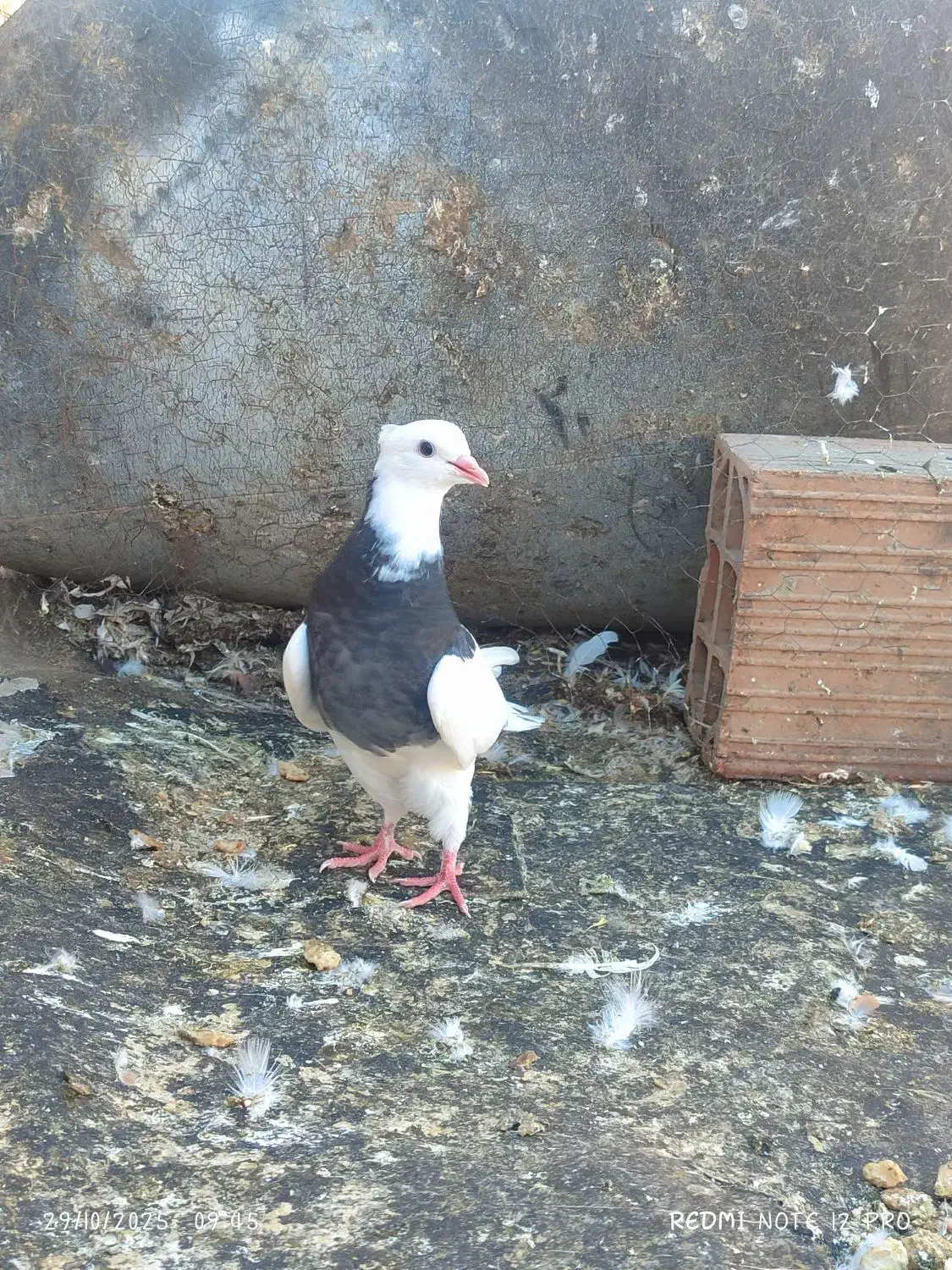 کبوتر رنگی المانی ناجلد|پرنده|گالیکش, |دیوار